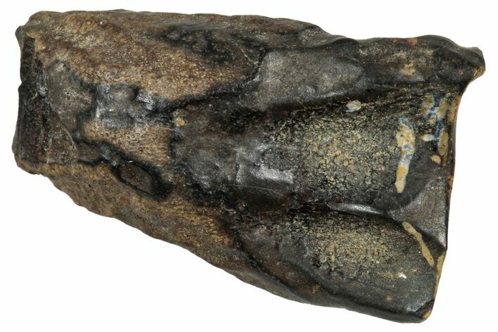 Fossil Triceratops Shed Tooth - Montana #350699